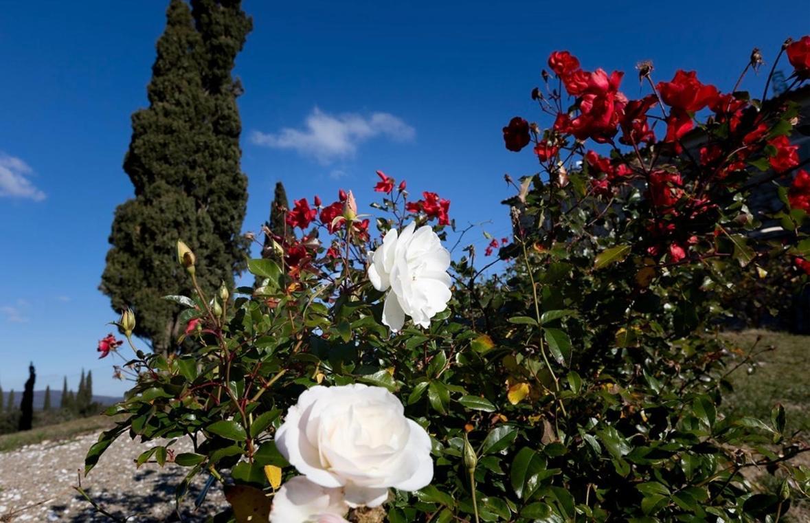 Agriturismo Il Ghiaccio Suvereto Eksteriør billede